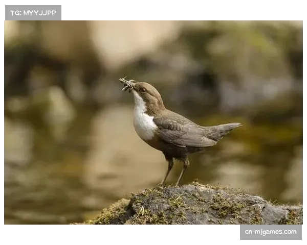 镜头故事:在暴雨中,诺丁汉森林边翼卫坚持送出数十次传中。